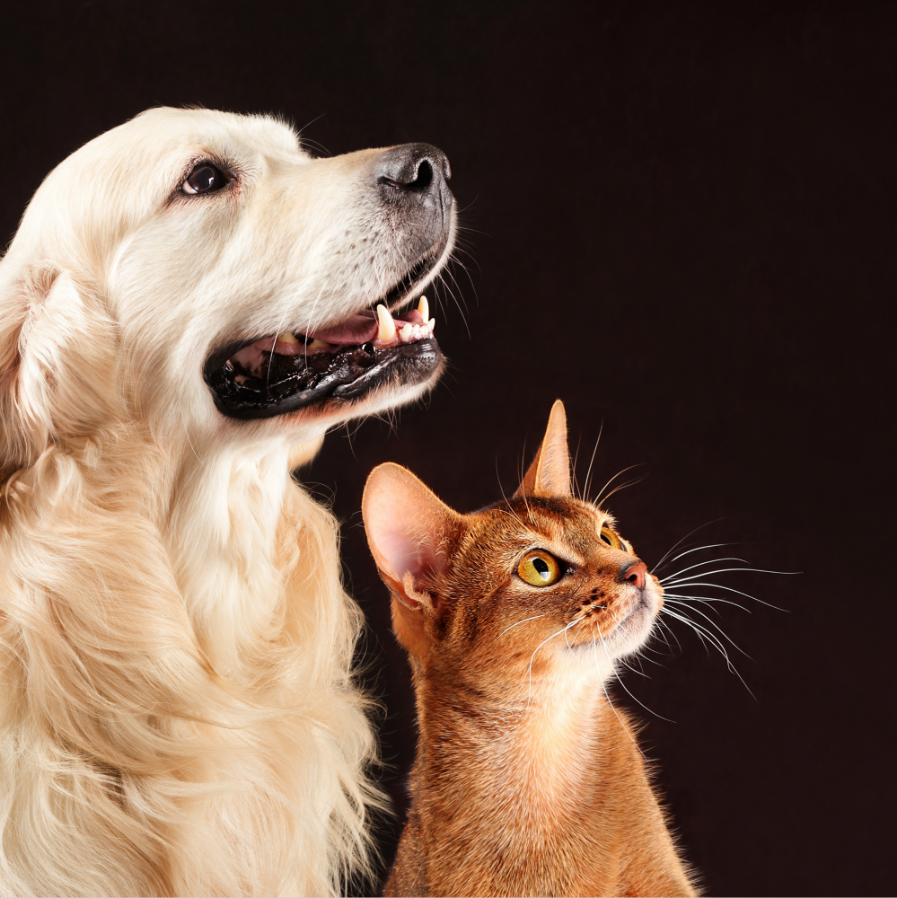 Best Places to Get Pet Supplies & Ship to Singapore Buyandship SG