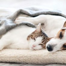 Best-selling bed for your pets! Recommendation of 5 popular pet mattresses with different functions